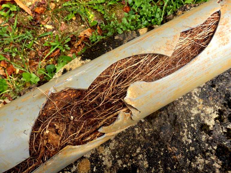 Root Blockage Miami FL 33155 - Eco 1 Plumbing LLC